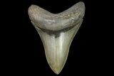 Serrated, Fossil Megalodon Tooth - Georgia #142357-1